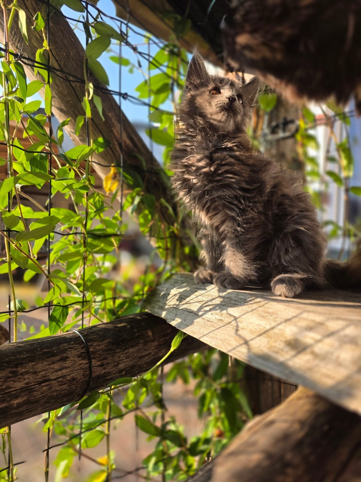 Aanhankelijke Maine Coon kitten XXL, Poes, Ontwormd, 0 tot 2 jaar