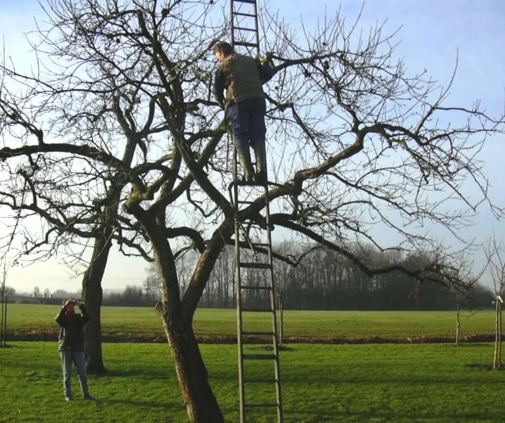 Fruitbomen snoeien, Ophalen of Verzenden, 100 tot 250 cm, Appelboom, Lente
