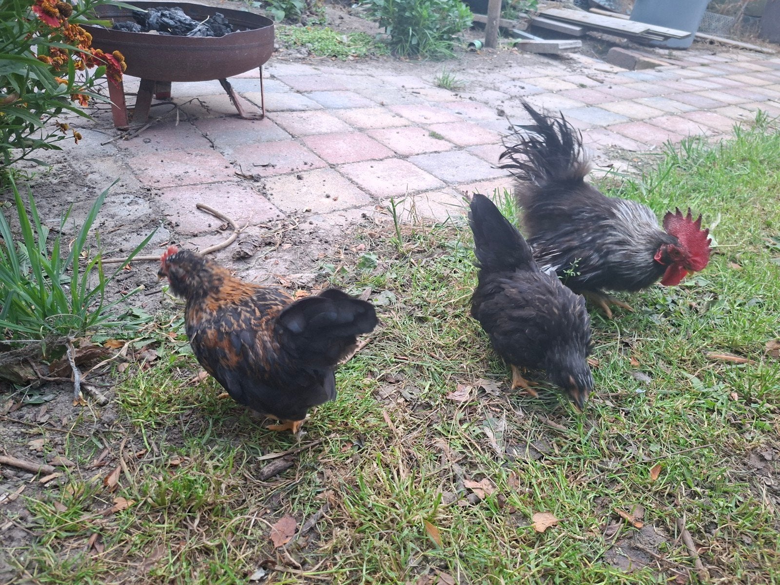 Chabo. koppeltjes haan +2 hennen., Dieren en Toebehoren, Pluimvee, Meerdere dieren, Kip