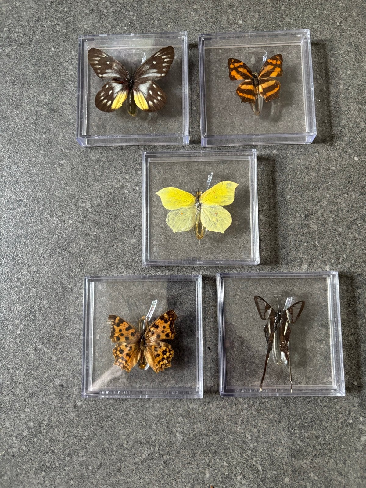5 Opgezette Vlinders in Displaydozen - Diverse Soorten, Ophalen of Verzenden, Gebruikt, Insect, Opgezet dier