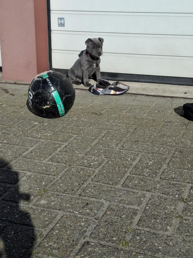 Engelse Stafford ( staffordshire bull terrier )  0653861396, Parvo, Overige rassen, 8 tot 15 weken, Meerdere