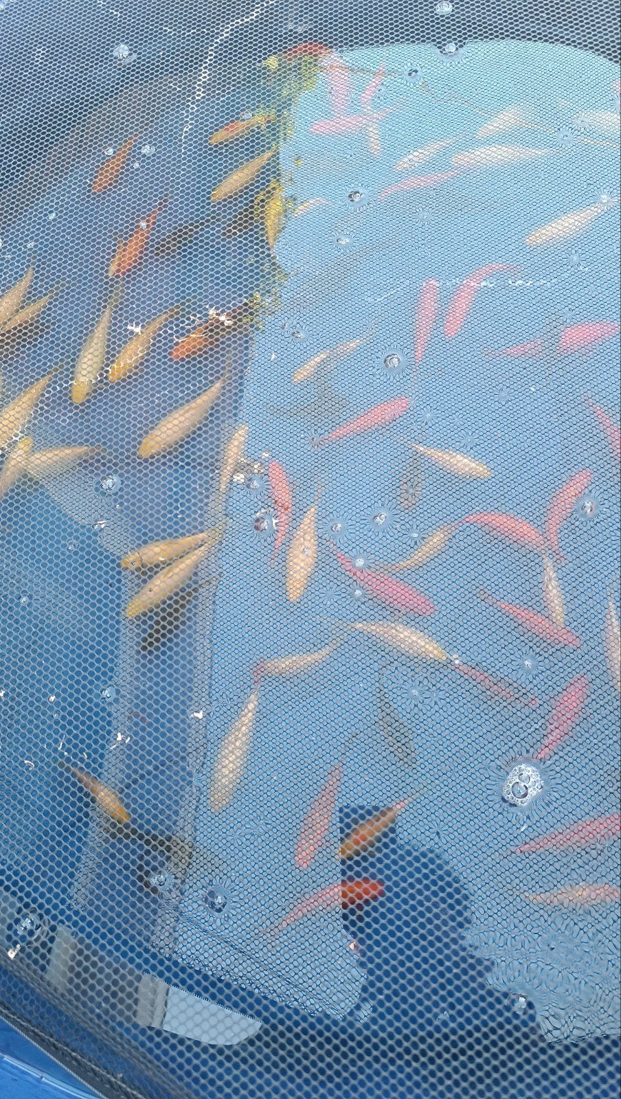 Goudvissen te koop 100 stuks, Dieren en Toebehoren, Goudvis(sen)