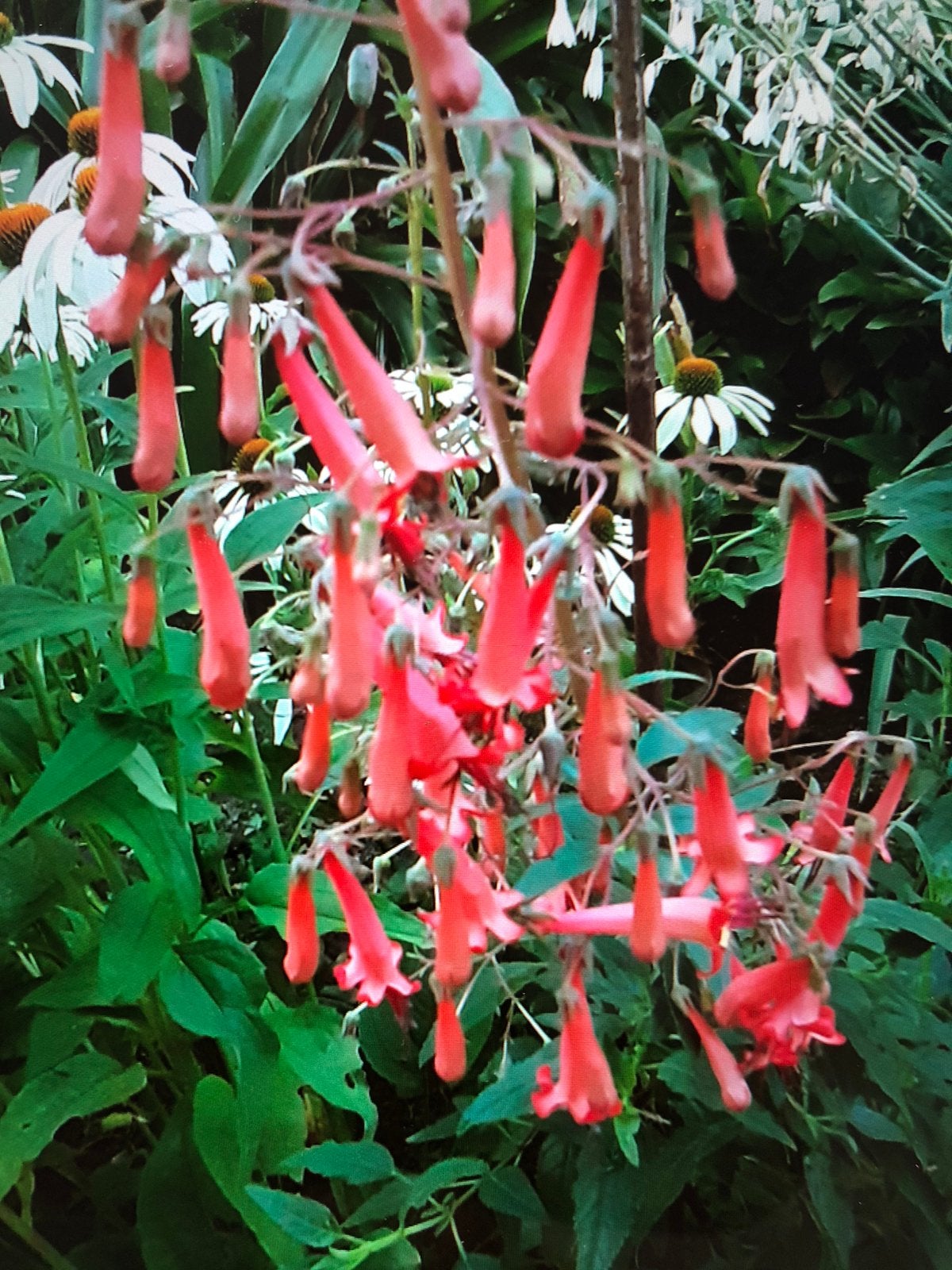Kaapse Fuchsia, Ophalen, Overige soorten, Volle zon