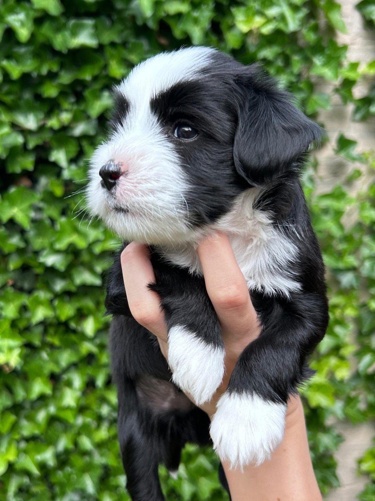 Prachtige pups (incl. vakantie-opvang), 8 tot 15 weken, Parvo, Meerdere, Nederland