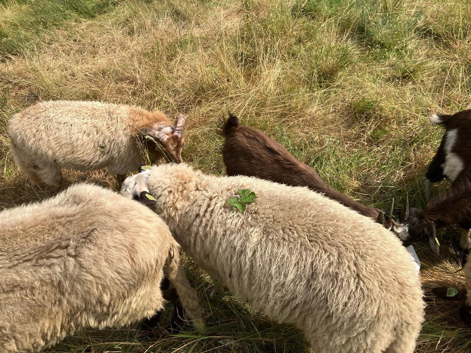 Schoonebeekers, rammen 2026, Dieren en Toebehoren, Schapen, Geiten en Varkens, Mannelijk, Schaap