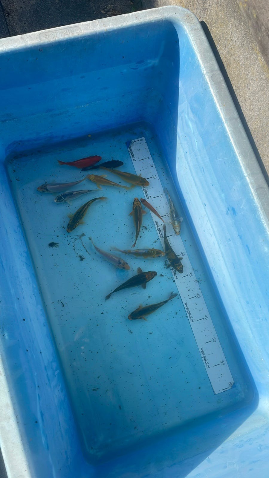 Kleine Koikarpertjes ongeveer 13 cm, Dieren en Toebehoren, Karper of Koi