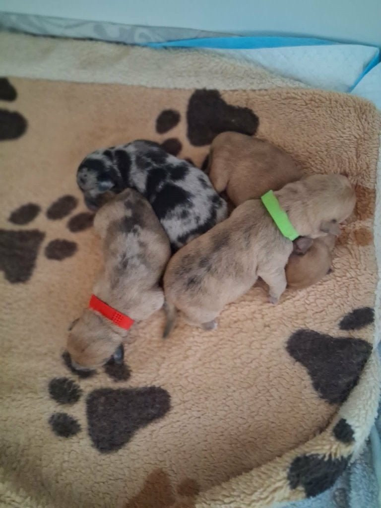 Petite Poubelle 4 kleine pups  2 pups gereserveerd, Dieren en Toebehoren, 8 tot 15 weken, Meerdere, Meerdere dieren, Klein