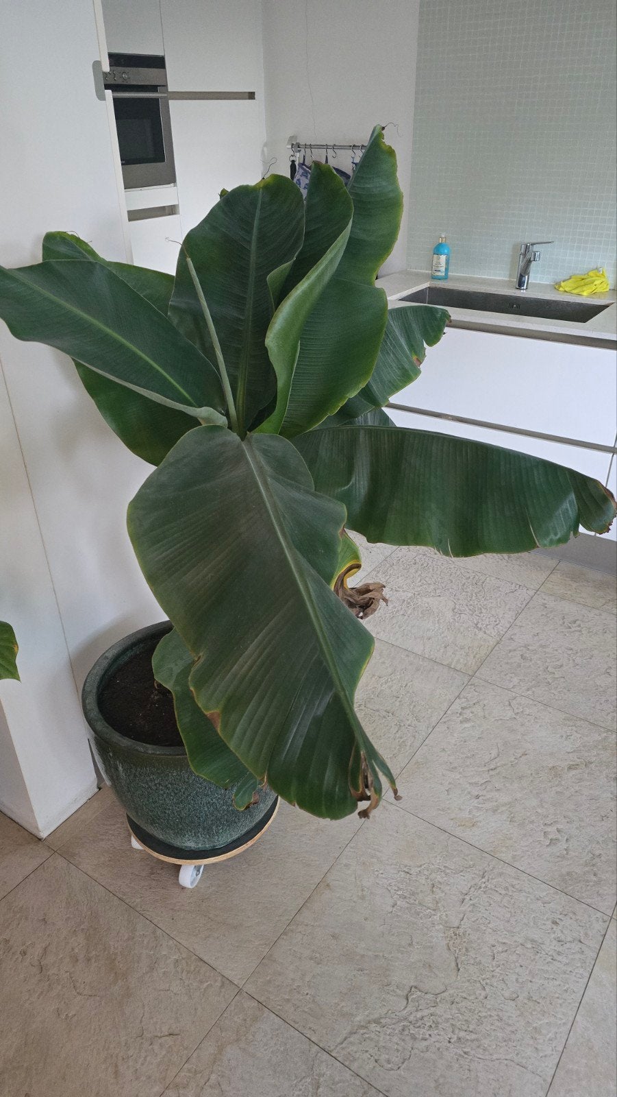 Set van 3 stuks kamer planten, gigantische bananen plant., Ophalen of Verzenden, Halfschaduw, Minder dan 100 cm