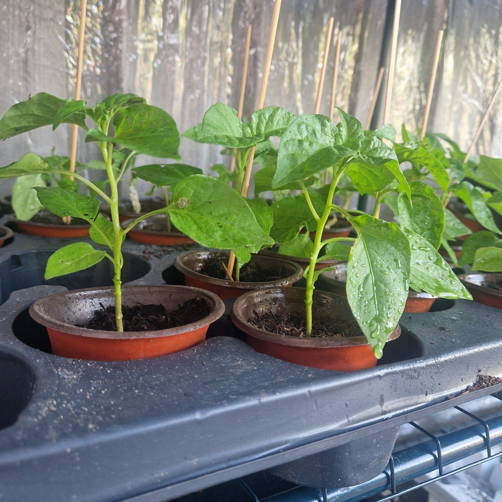Adjuma peper stek plant, Ophalen of Verzenden, Eenjarig, Groenteplanten, Volle zon