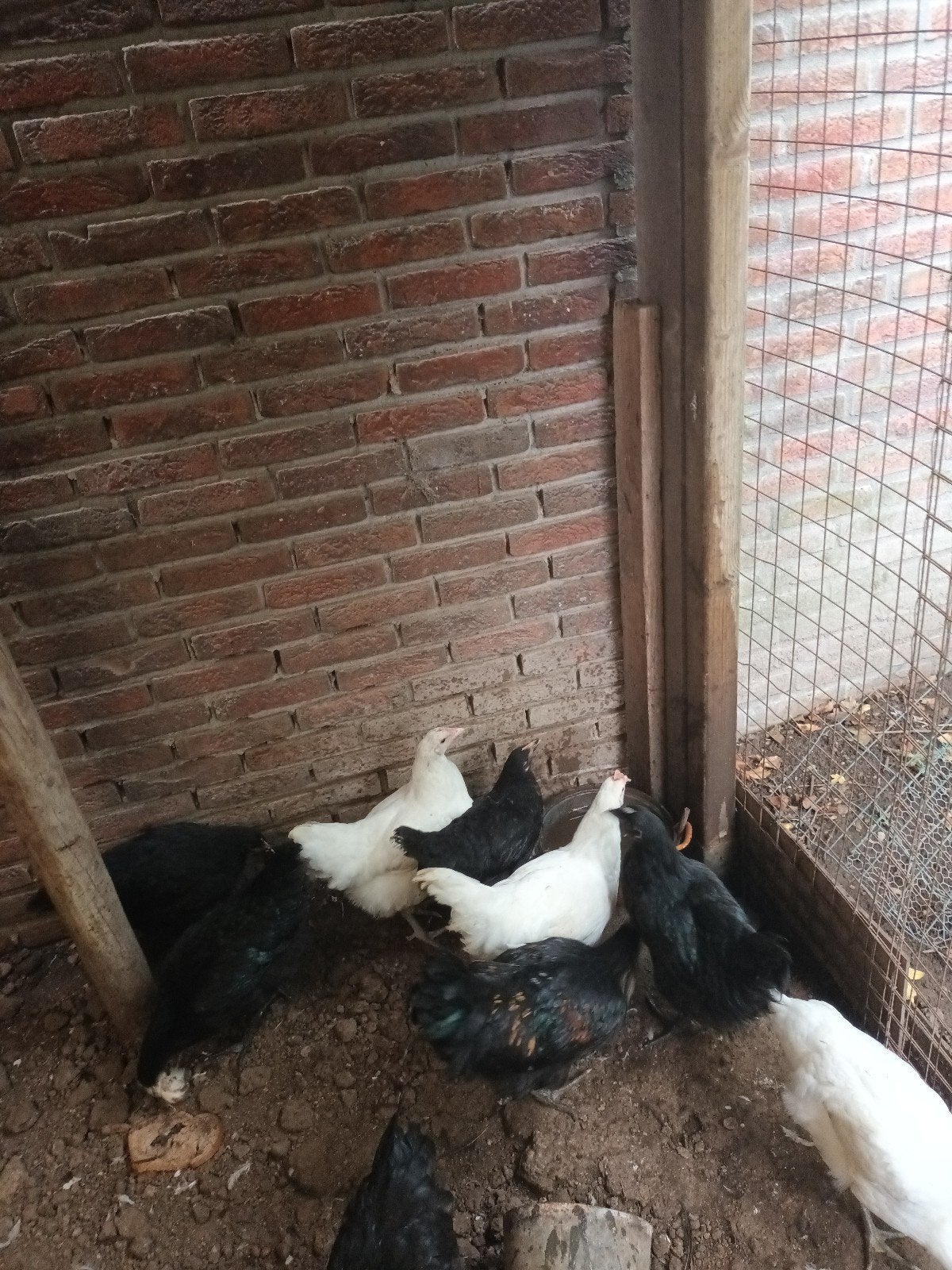 2 witte kippen en 1 witte haan, Meerdere dieren, Kip