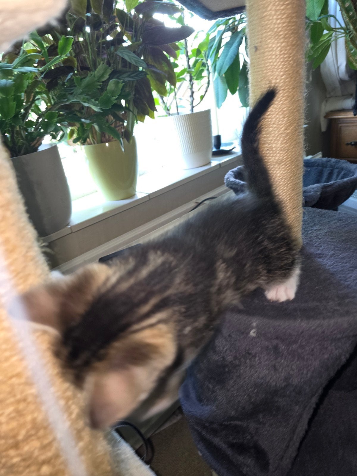 Kittens te koop ( NOG ÉÉN POESJE BESCHIKBAAR!!!!!), Dieren en Toebehoren