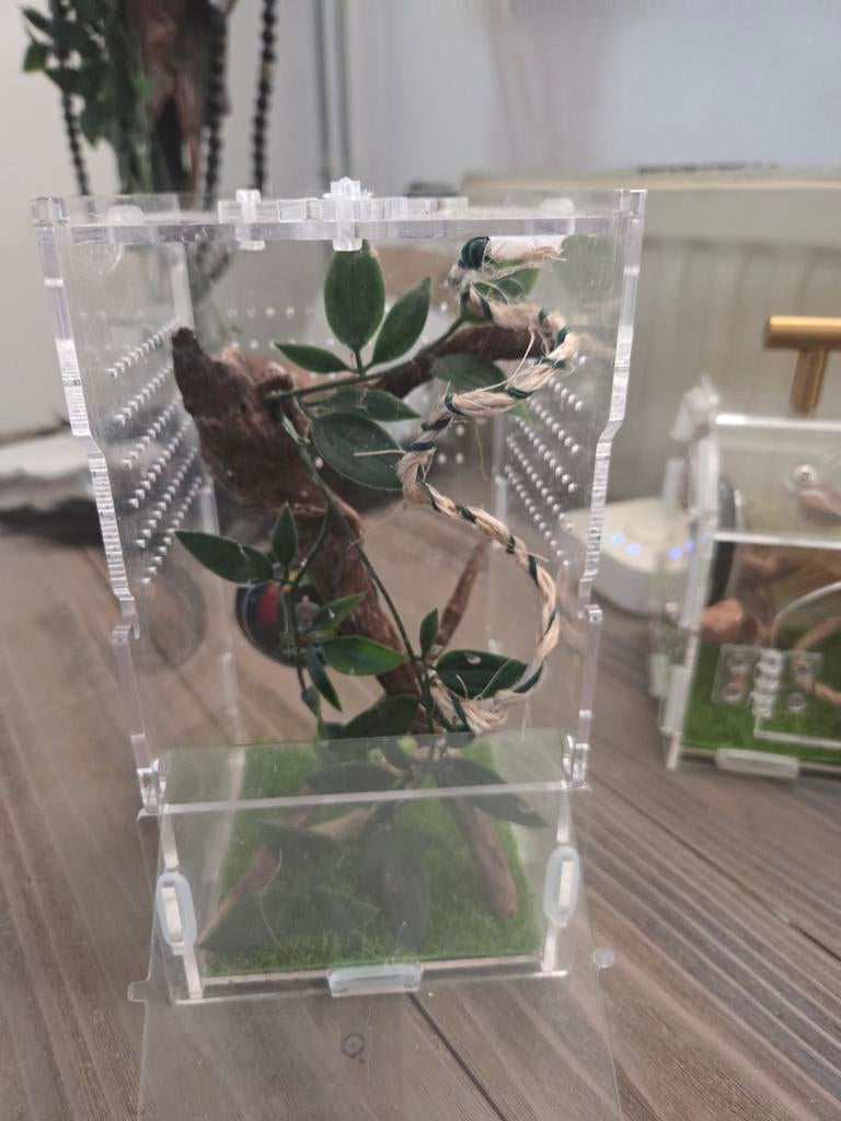 Springspin terrariumpje, Dieren en Toebehoren, Insecten en Spinnen, Spin of Schorpioen
