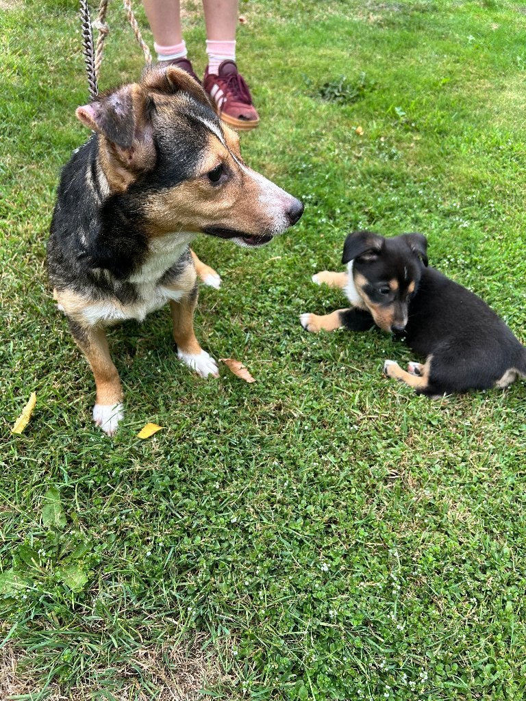 Hele lieve corgi X jack russel pup te koop, Dieren en Toebehoren, Jack Russell Terriër, Reu, 8 tot 15 weken, Eén hond