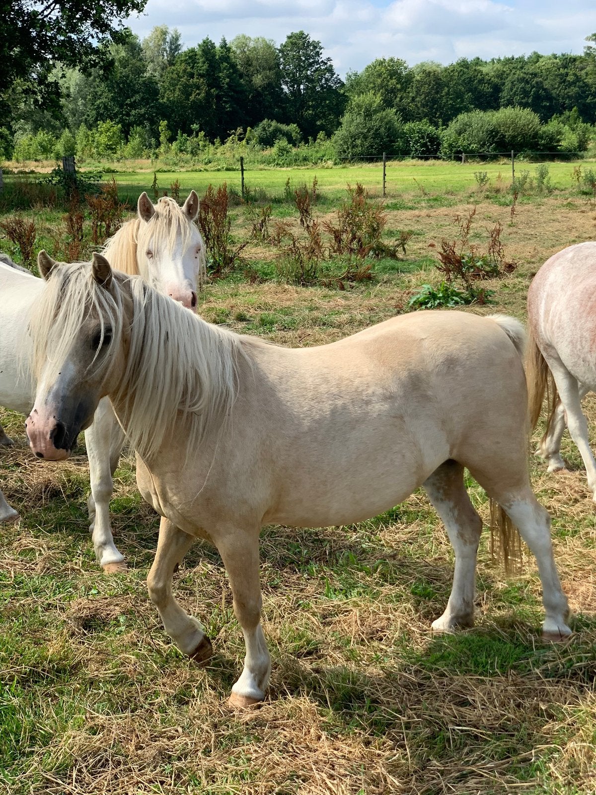 welsh A merrie, Dieren en Toebehoren, Pony's, Merrie, A pony (tot 1.17m), Met stamboom