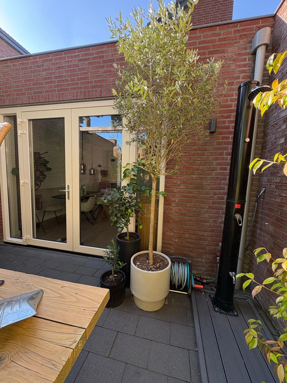 Olijfboom in pot - Mediterrane sfeer voor uw tuin, Overige soorten, Volle zon, Vaste plant, Ophalen of Verzenden