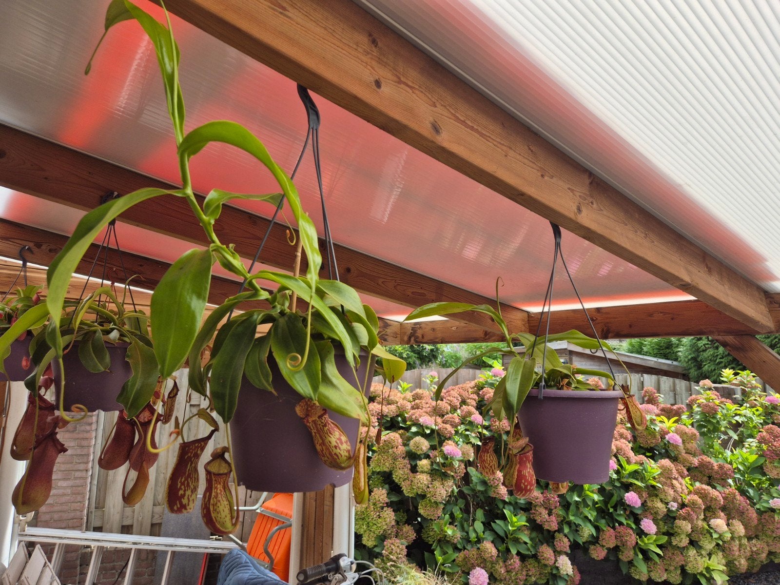 Nepenthes "Gaya" (Bekerplant) - Vleesetende plant, Tuin en Terras, Ophalen, Overige soorten, Halfschaduw
