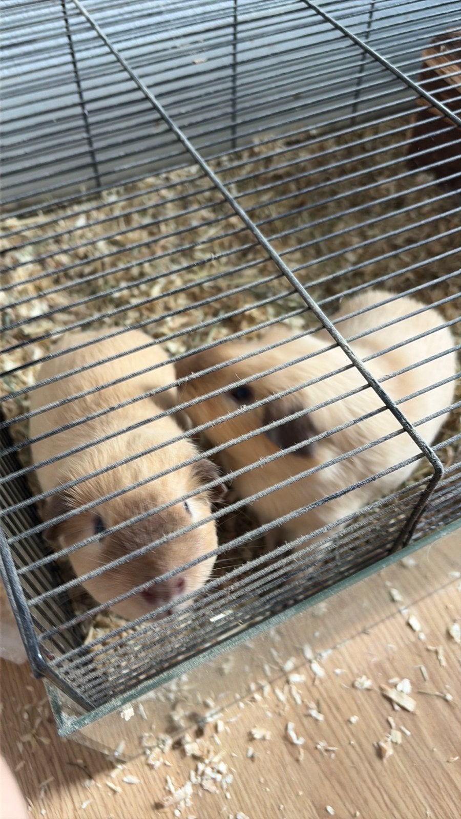 2. Mannetjes cavia, Dieren en Toebehoren, Mannelijk, Tam, Maart, Cavia