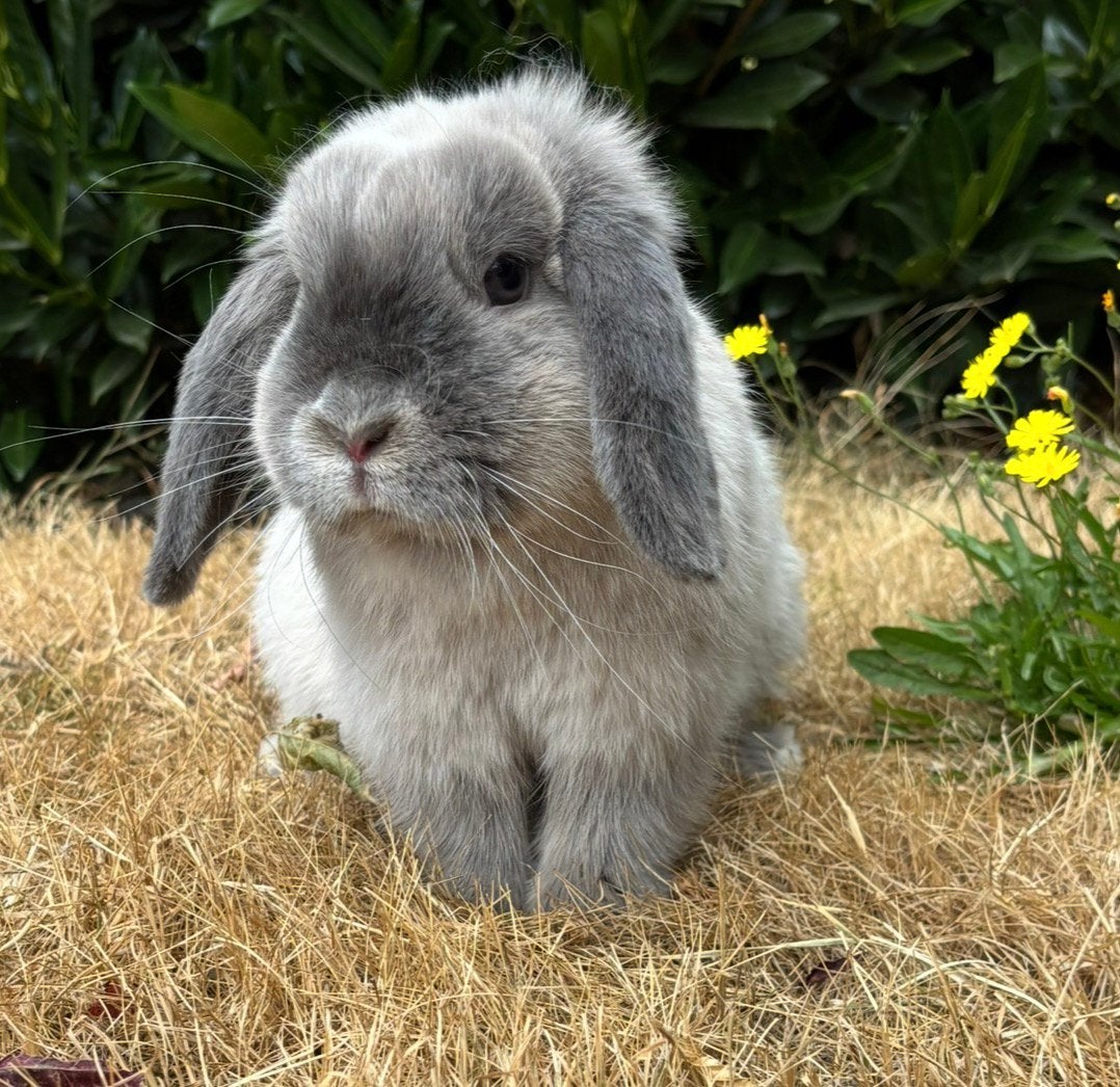 Baby minilop konijntjes, Meerdere dieren, Dwerg, Hangoor, 0 tot 2 jaar