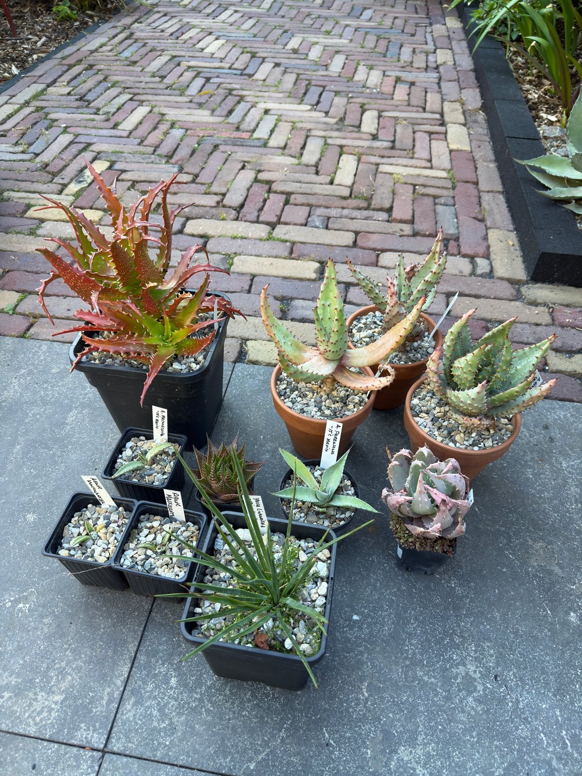Vetplanten leuke collectie, Ophalen, Overige soorten, Volle zon