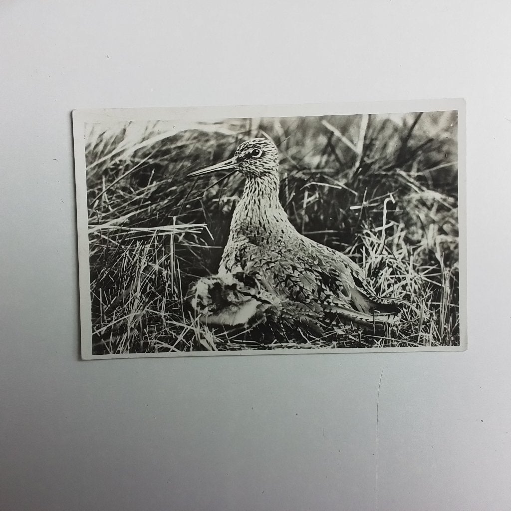 Tureluur Texel, Ophalen of Verzenden, Ongelopen, Waddeneilanden