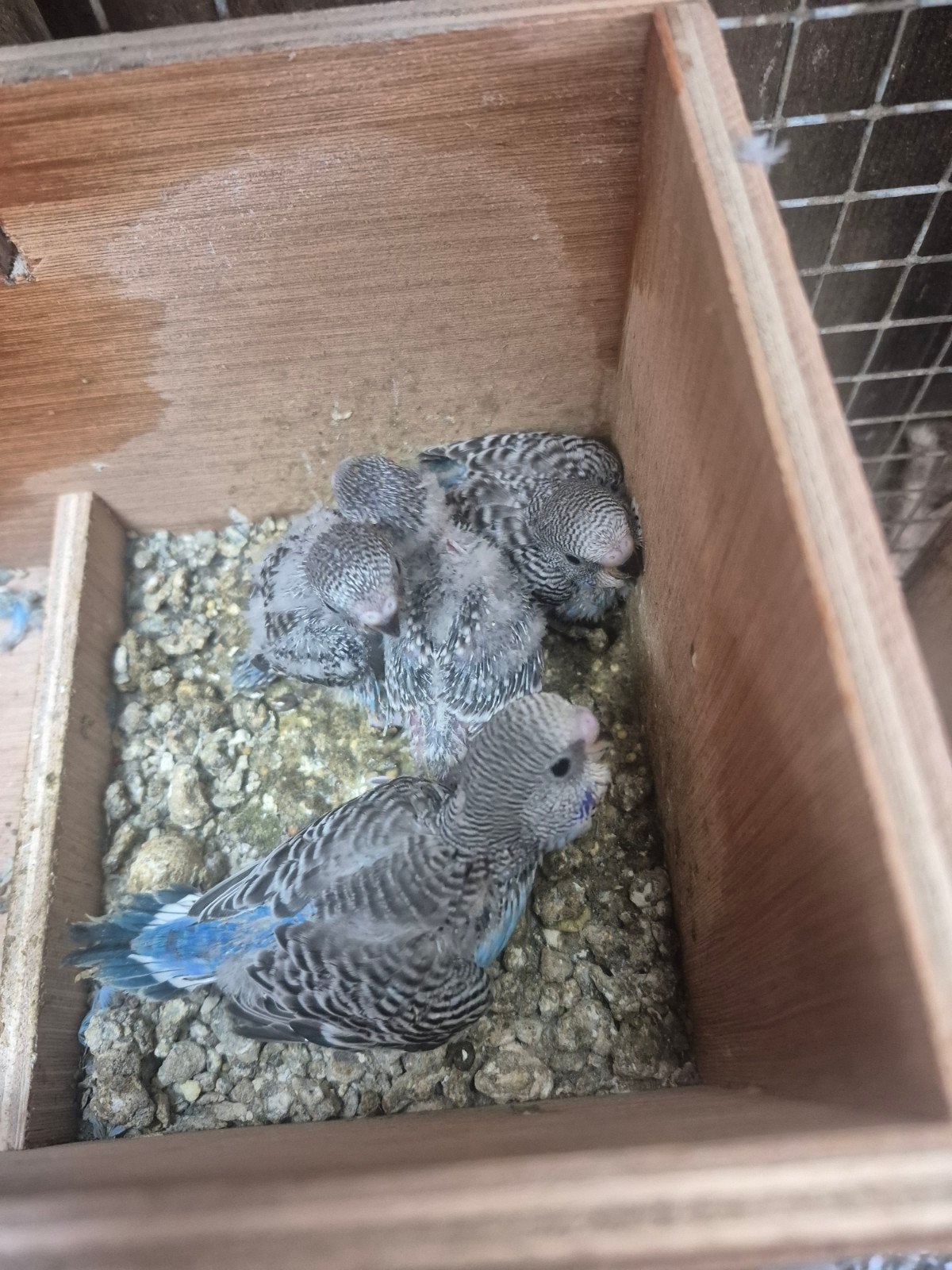jonge grasparkieten zitten koud, Meerdere dieren, Parkiet, Geringd
