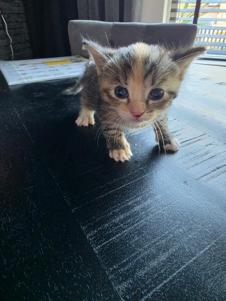 Kitten zoekt gouden mandje, Poes