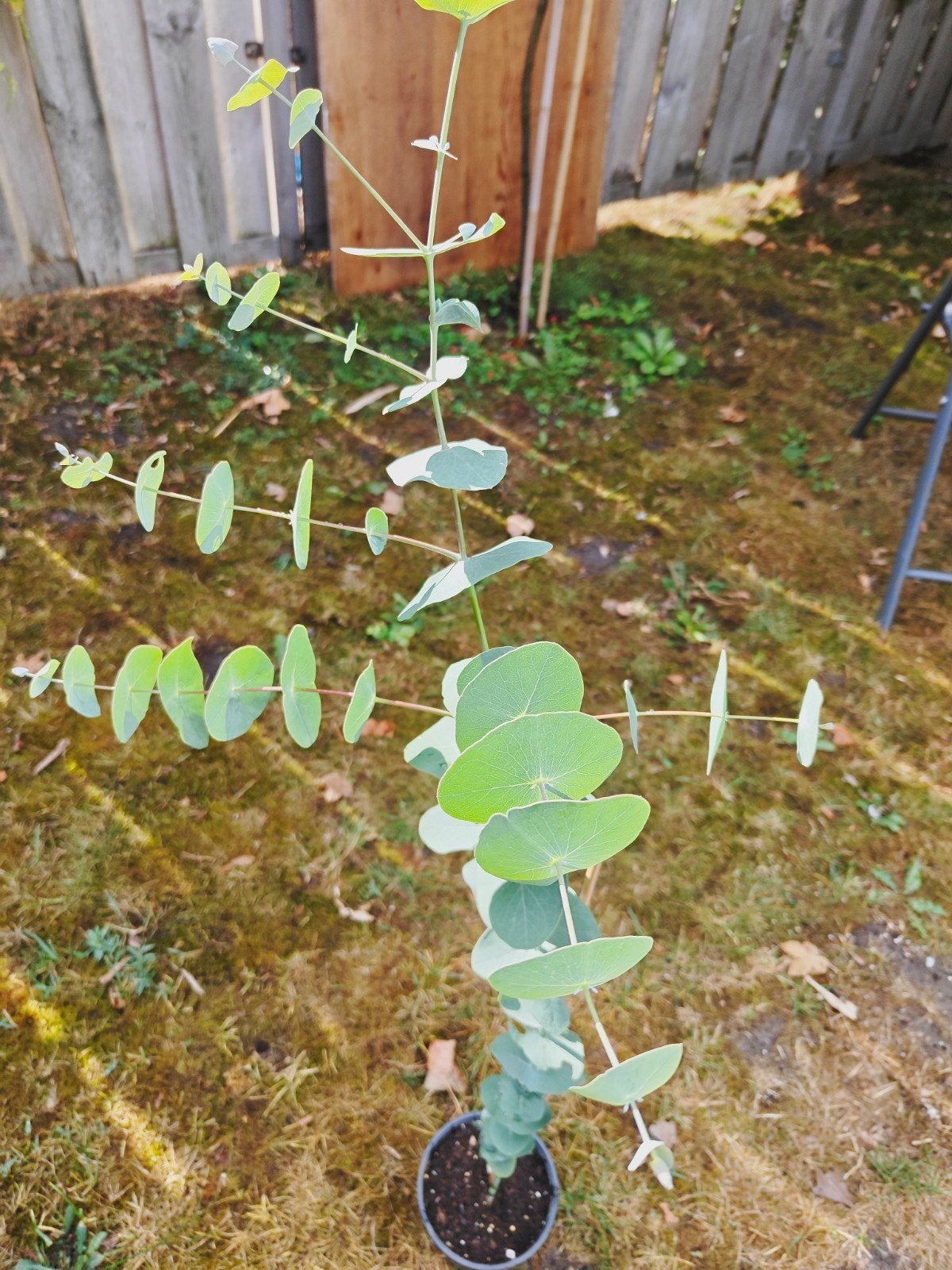Eucalyptus Perriniana 100cm+ zeldzaam. Verzenden mogelijk., Tuin en Terras, Overige soorten, Volle zon, Vaste plant, Ophalen of Verzenden
