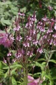 Verschillende vaste planten die roze/rood bloeien, Ophalen of Verzenden, Vaste plant, Overige soorten, Halfschaduw