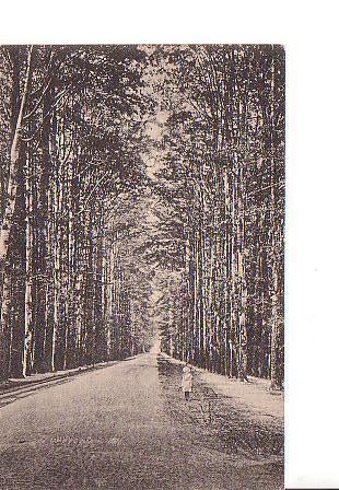 Ansichtkaart	De Steeg	Middachter	Allee, Verzenden, Voor 1920, Ongelopen, Gelderland