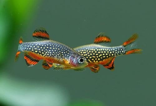 Celestial Pearl Danio  Volwassen Exemplaren, Vis, Zoetwatervis, Schoolvis