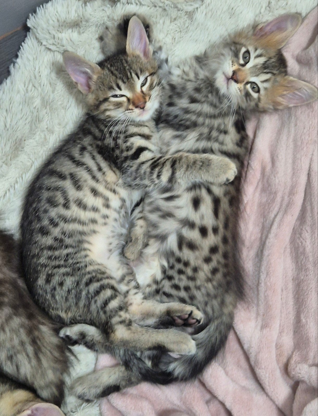 laatste mooie lieve  kitten kruising bengaal x maincoon, Meerdere dieren, Ontwormd