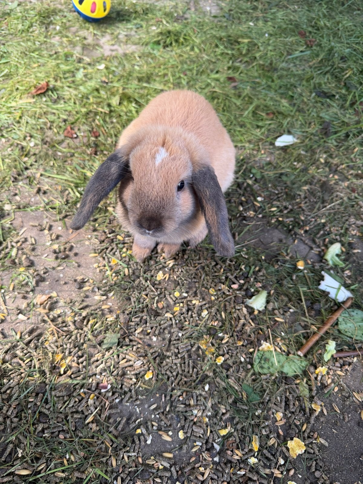 Dwergkonijn, Dieren en Toebehoren, Mannelijk, Dwerg, Hangoor, 0 tot 2 jaar