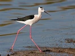 europese steltkluten / kluut, Meerdere dieren, Kip