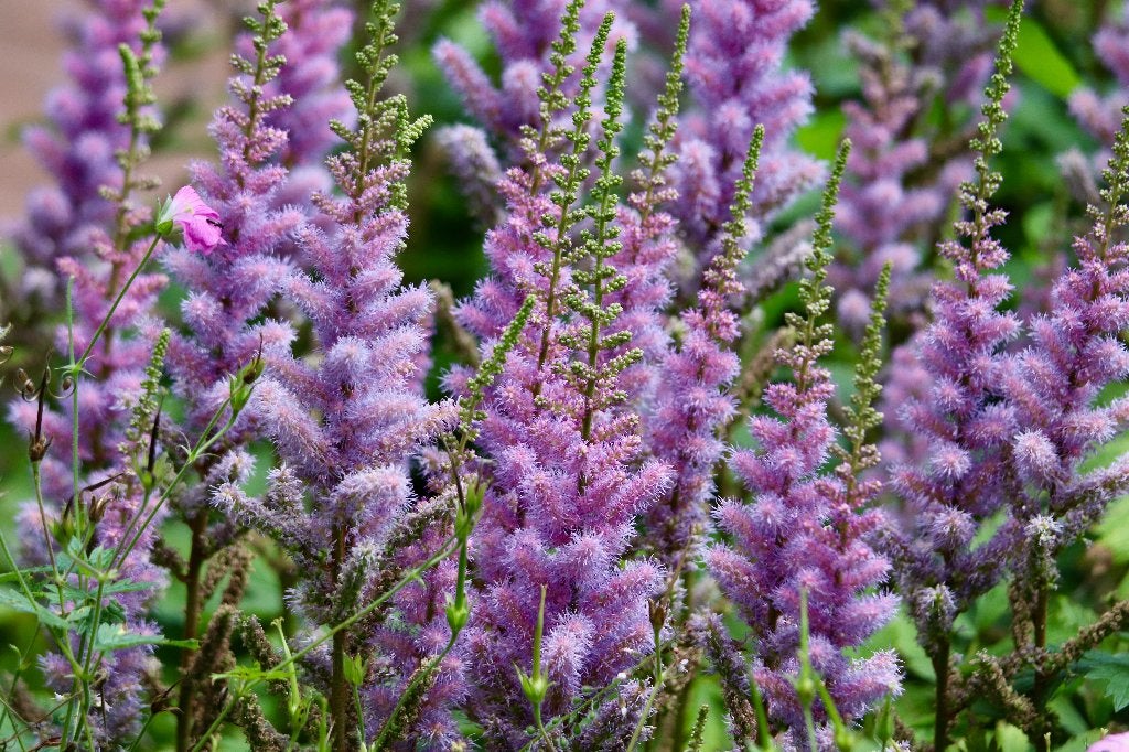 Spirea 'Pumila' – Astilbe chinensis 'Pumila', Overige soorten, Volle zon, Vaste plant, Ophalen of Verzenden