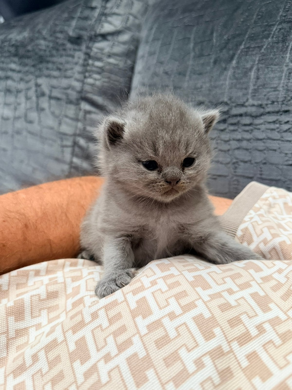 Britse korthaar Kittens, Dieren en Toebehoren, Katten en Kittens | Raskatten | Korthaar, Meerdere dieren, Ontwormd