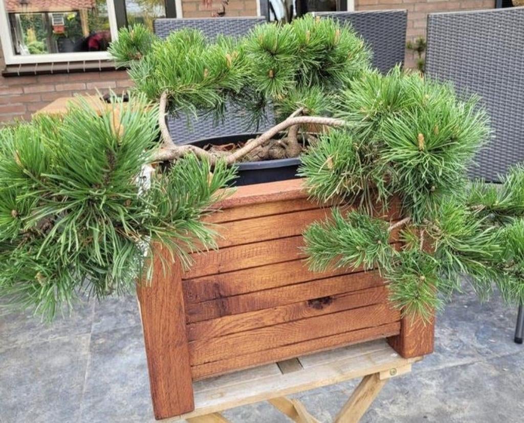Pinus Mugo 'Kraus Kopf' in eiken bak, Tuin en Terras, Planten | Tuinplanten, Ophalen, Overige soorten, Halfschaduw