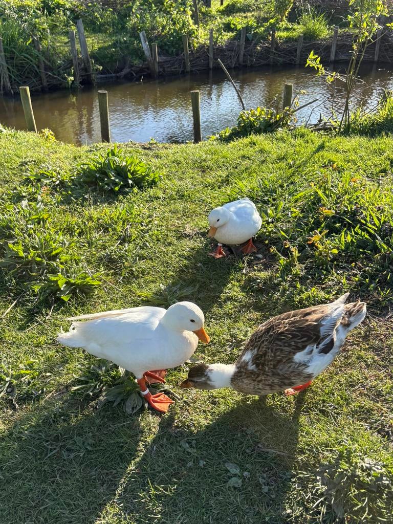 Te koop span witte Hollandse kwakers  zijn geringd, Meerdere dieren, Eend