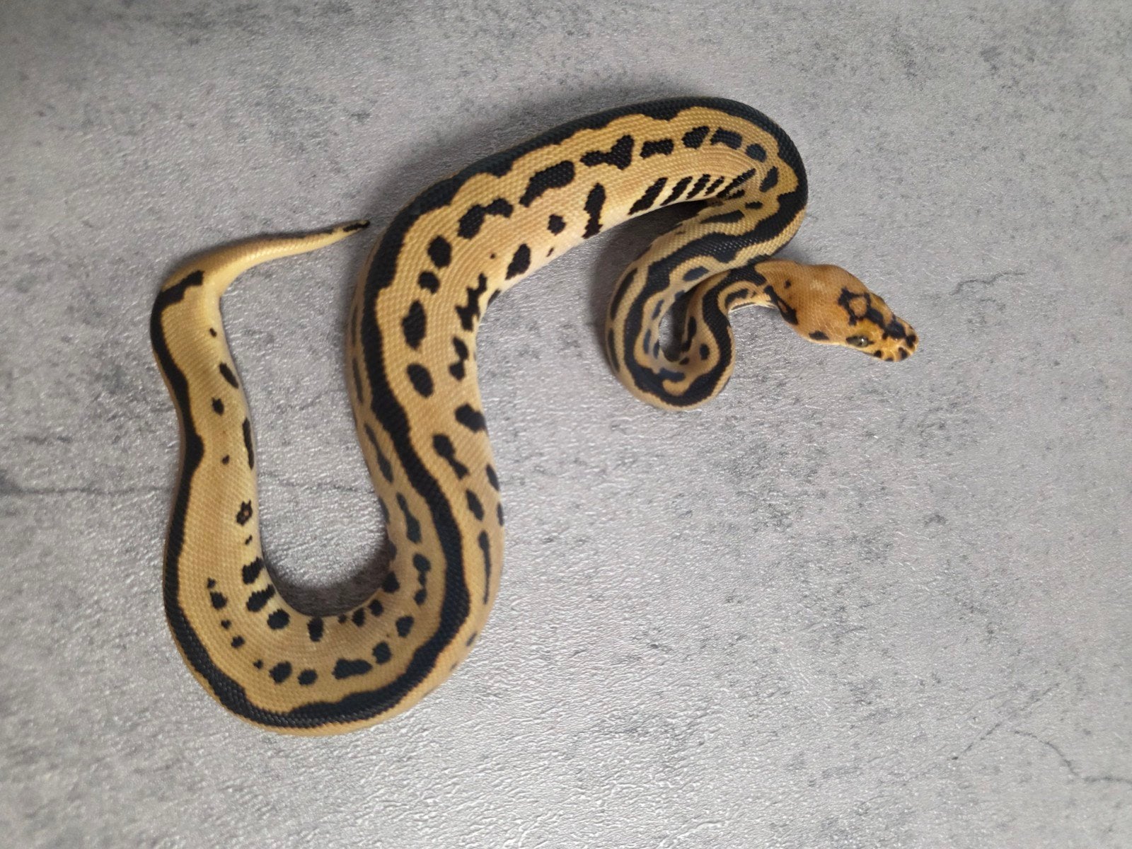 Batman️♀️ Ball Python photo 3