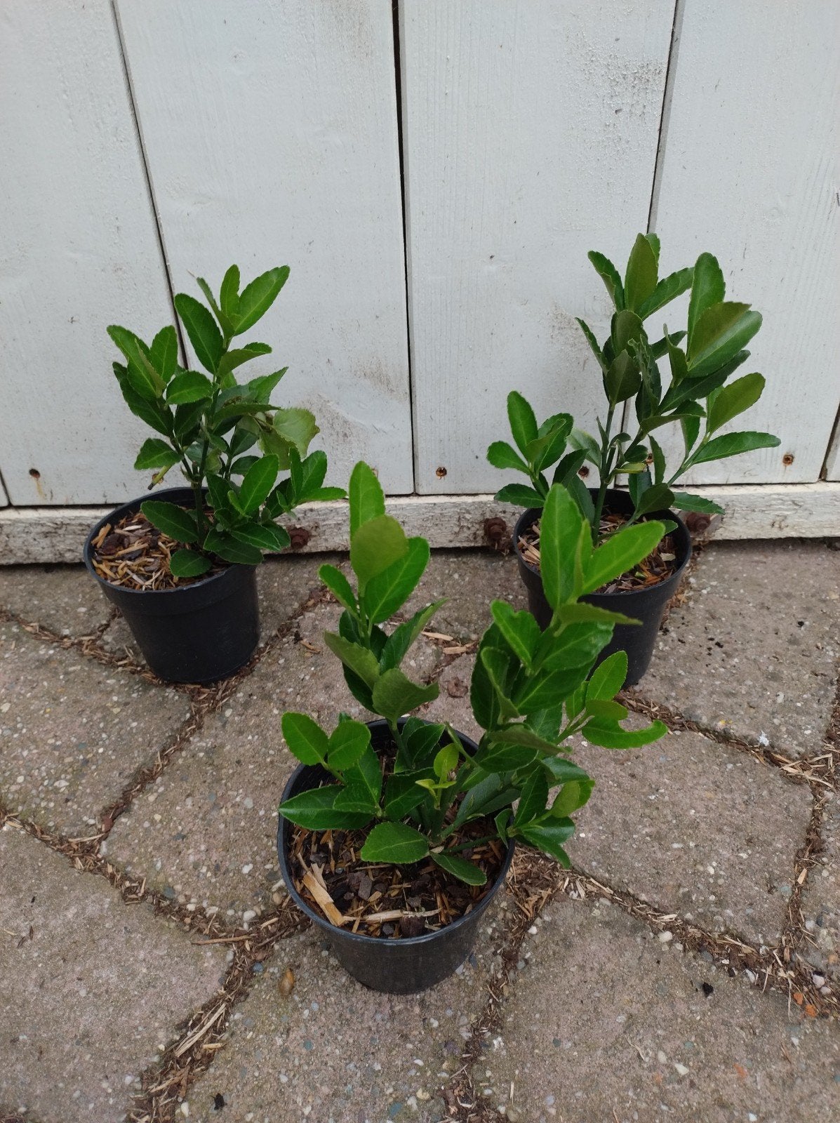 euonymus japonicus. mooie donker groene haagplant P9, Tuin en Terras, Overige soorten, Vaste plant, Ophalen of Verzenden, Bloeit niet