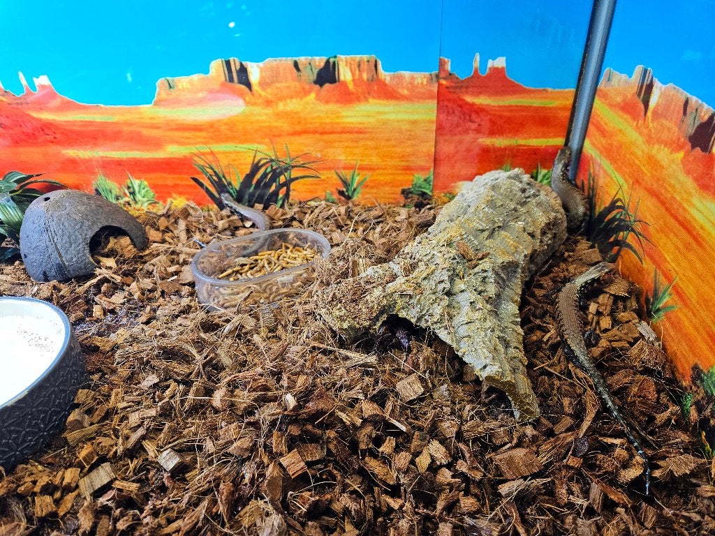 Riopa fernandi Vuurskink, Hagedis, 0 tot 2 jaar