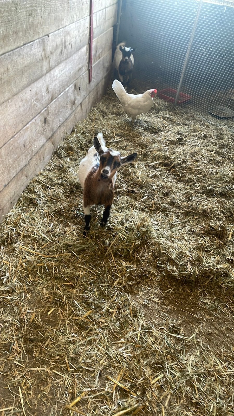 Dwerggeit bokjes, Dieren en Toebehoren, Schapen, Geiten en Varkens, Mannelijk, Geit