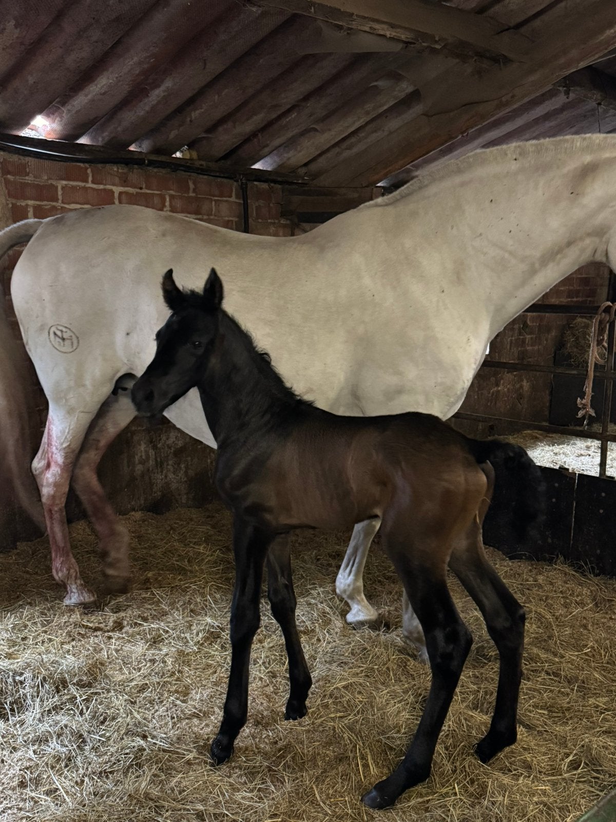 Verschillende prachtige PRE veulens en jaarlingen, Dieren en Toebehoren, Paarden, Hengst, Minder dan 160 cm, Met stamboom, 0 tot 2 jaar