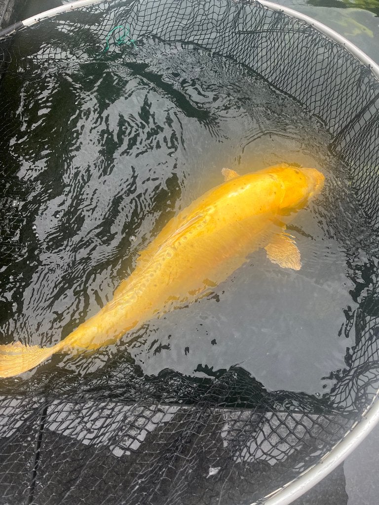 Doitsu Hariwake, Dieren en Toebehoren, Vissen | Vijvervissen, Karper of Koi
