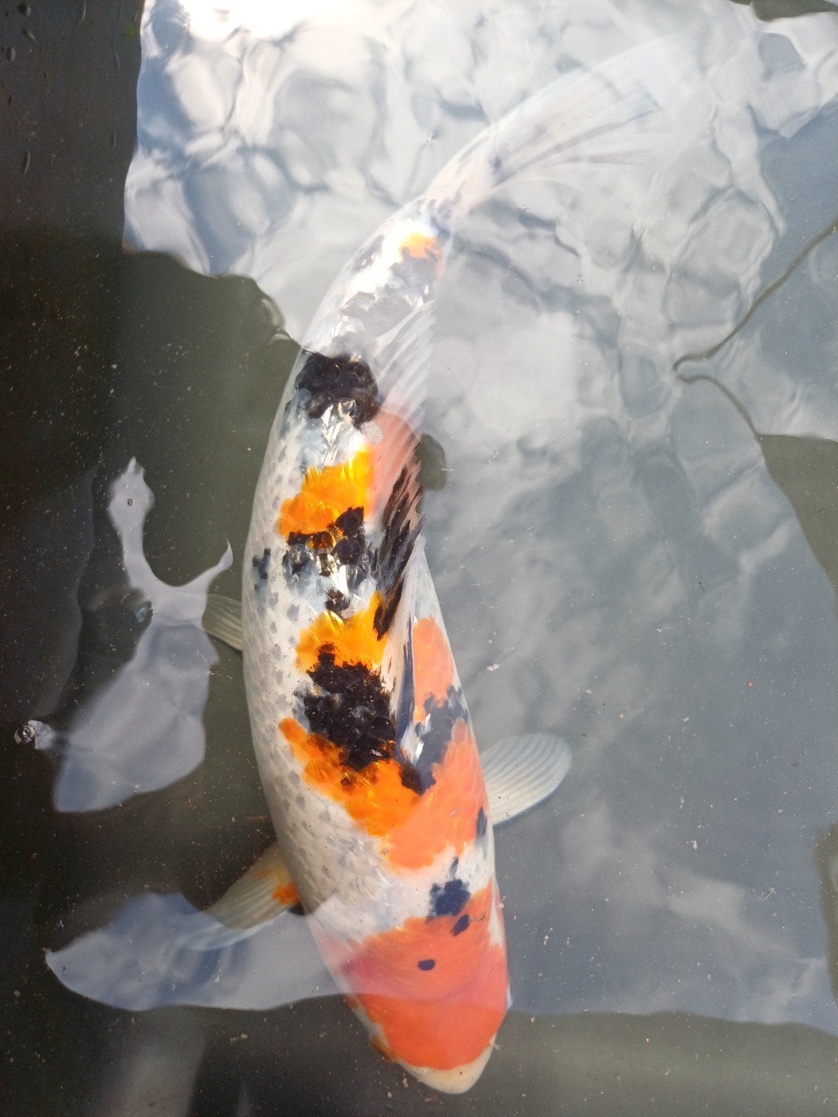 sanke ginrin, Dieren en Toebehoren, Vissen | Vijvervissen, Karper of Koi