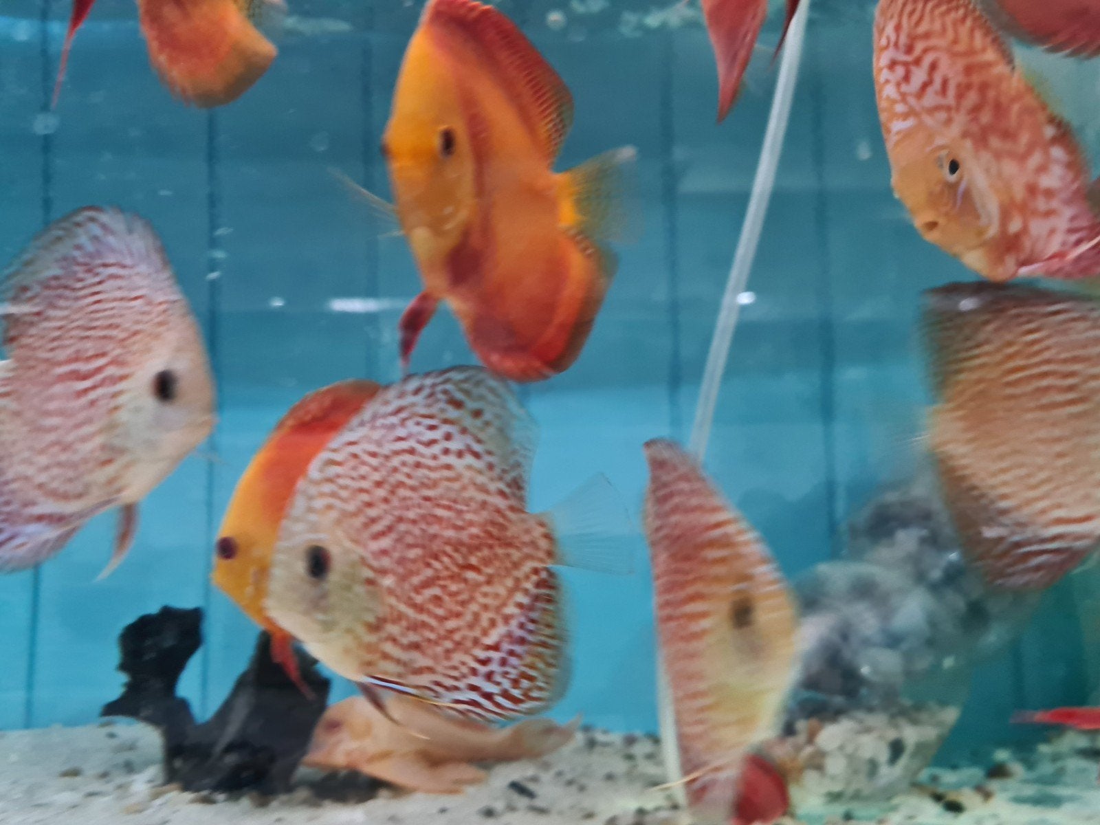 Ring Leopard Discus, Dieren en Toebehoren, Vis, Zoetwatervis