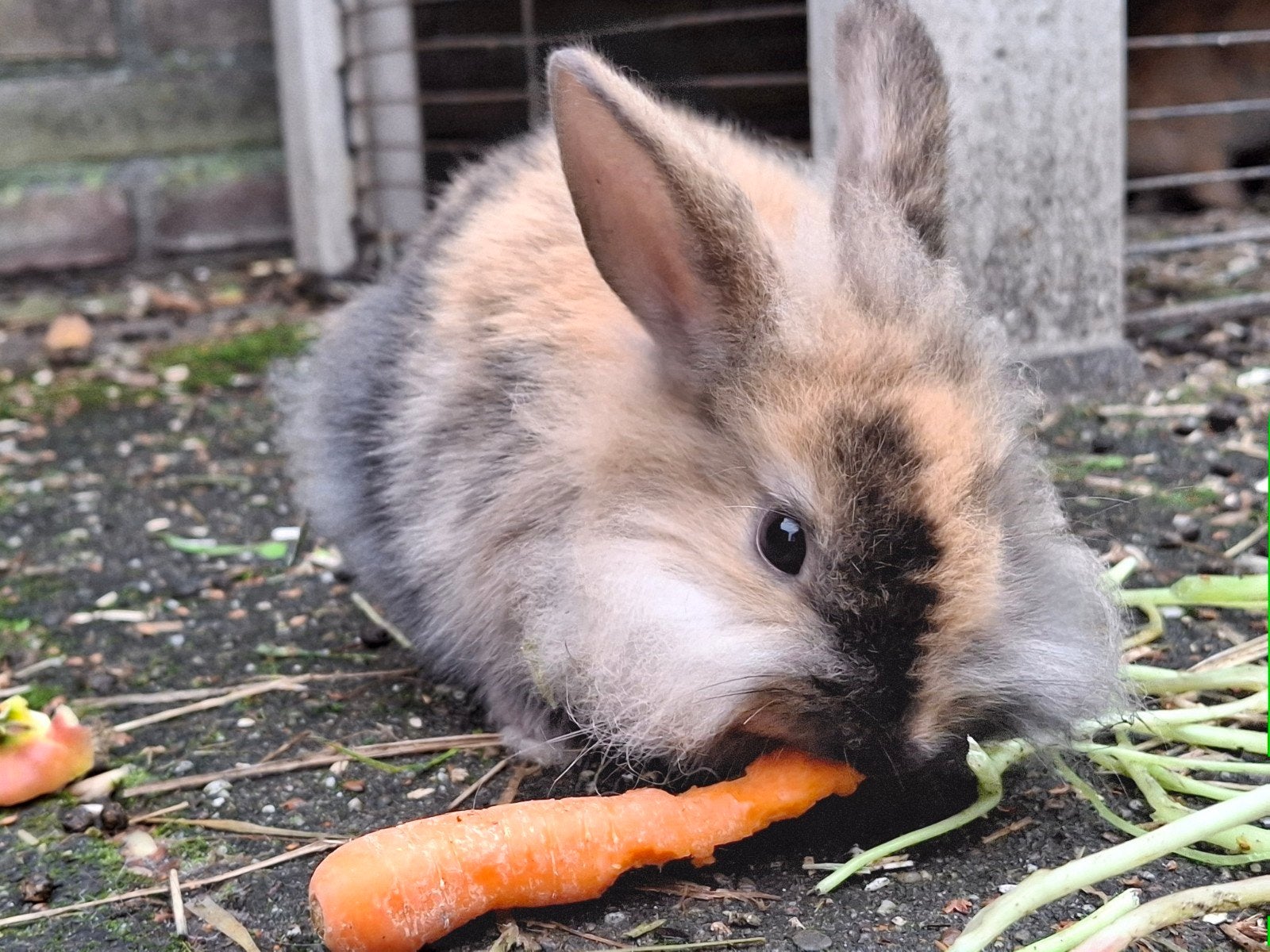 Heel lief mooi baby dwerg konijn ram, Mannelijk, Dwerg, 0 tot 2 jaar