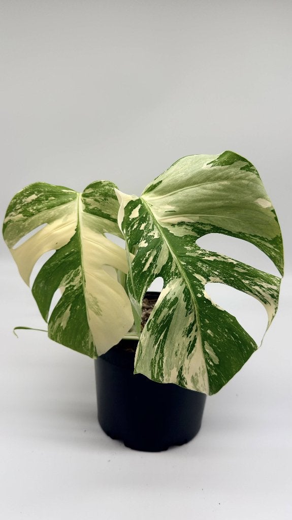 Monstera Albo Variegata, Verzenden, Halfschaduw, Minder dan 100 cm