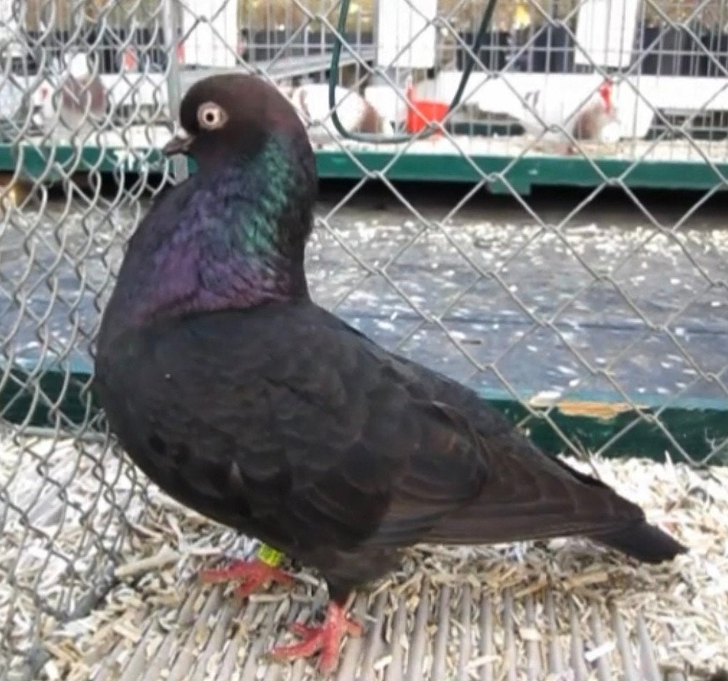 Portugese Tuimelaars Kleur Kite Jonge duiven, koppels of los, Meerdere dieren, Postduif