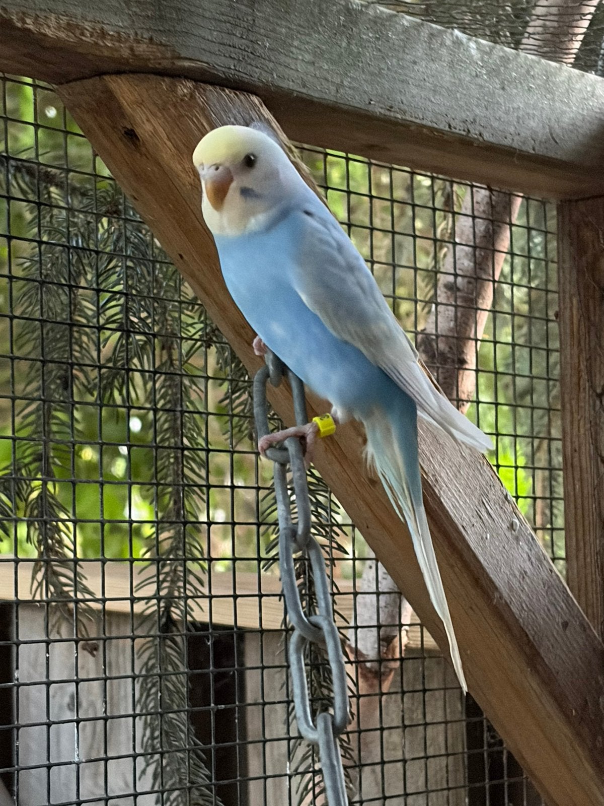 Jonge regenboog parkieten 7wk perfect om tam te maken, Dieren en Toebehoren, Vogels | Parkieten en Papegaaien, Meerdere dieren
