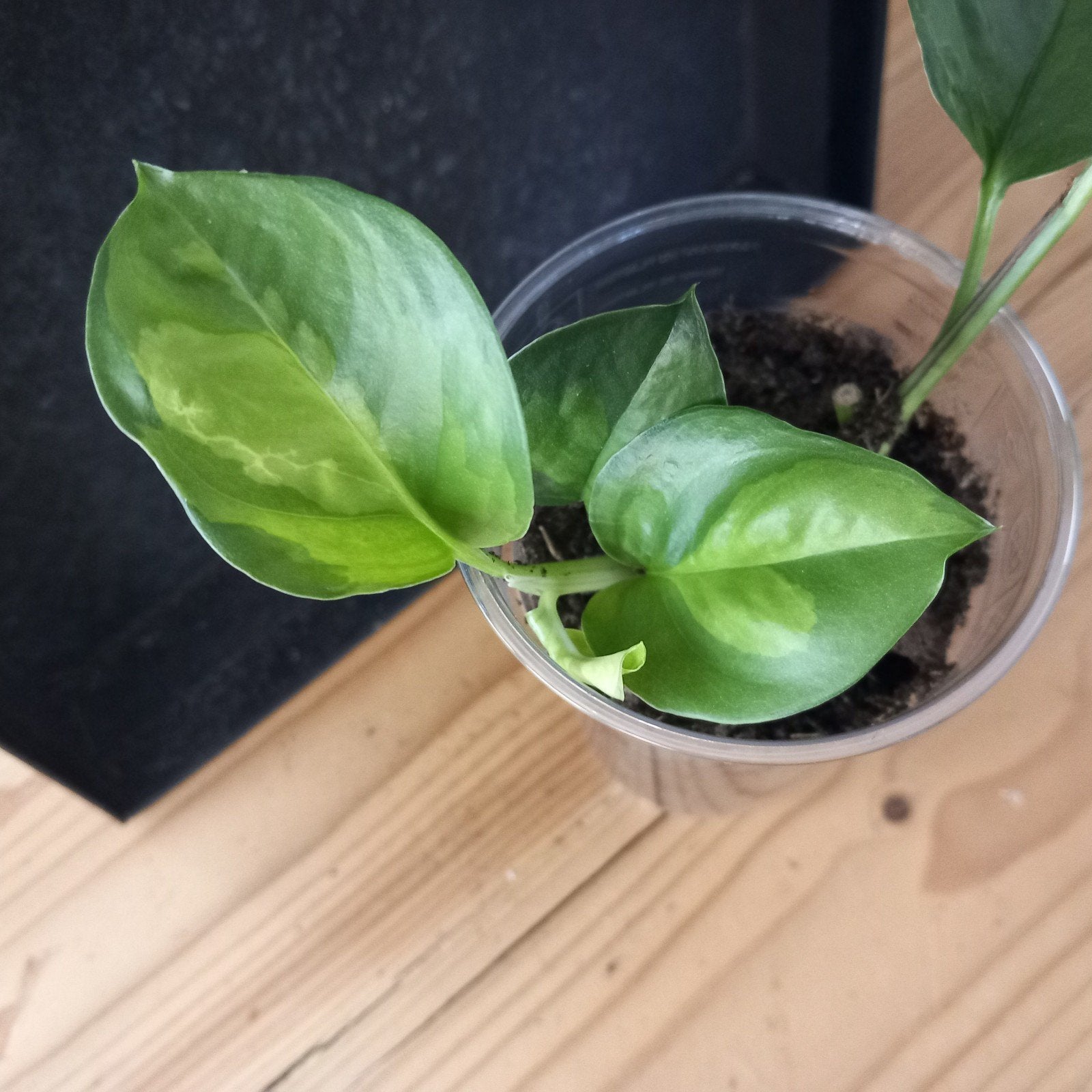 epipremnum global green stek nr 20, Ophalen of Verzenden, Halfschaduw, Minder dan 100 cm